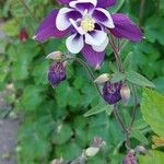 Aquilegia vulgarisЦветок