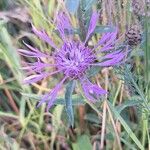 Centaurea napifolia Blüte