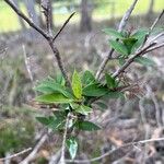 Veronica elliptica Yaprak