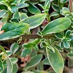Felicia amelloides Leaf