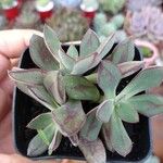 Echeveria nodulosaFolha