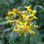 Senecio triangularis Květ