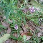 Polygala polygama Цветок