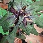 Amaranthus tricolor Liść