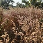 Pennisetum pedicellatum Blomma