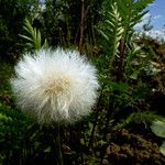 Sonchus arvensis Meyve