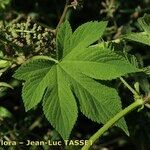 Humulus scandens Folha