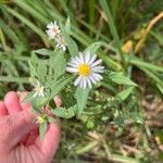 Symphyotrichum ontarionis Flower