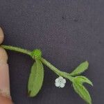 Bothriospermum zeylanicum Blüte