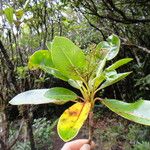 Myodocarpus gracilis ശീലം