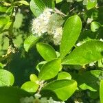 Photinia villosa Frunză