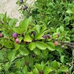 Prunus maritima Fruit