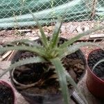 Dyckia encholirioides Hoja