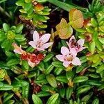 Kalmia procumbens 花