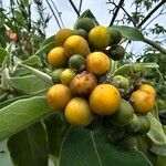 Solanum mauritianum Frucht