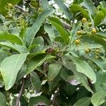 Ehretia tinifolia Fruto