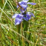 Gentianopsis ciliata ശീലം