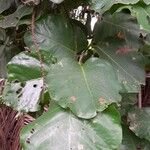 Coccoloba caracasana Leaf
