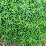 Euphorbia dendroides Leaf