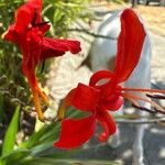 Crocosmia paniculata Flower