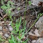 Knautia orientalis Συνήθη χαρακτηριστικά