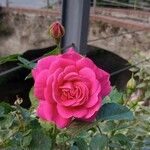 Rosa luciae Квітка