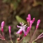 Fuchsia arborescens Λουλούδι