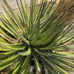 Agave filifera Blad