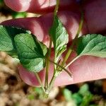 Viola hirta Leaf