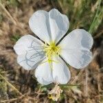 Oenothera albicaulis Floro