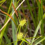 Carex oederi Фрукт