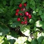 Actaea rubra Fruchs