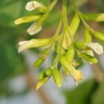 Dalbergia sissoo 花