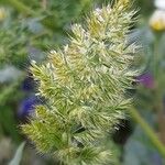 Trisetum paniceum Flower