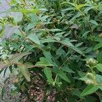 Hypericum × hidcoteense برگ