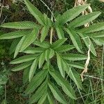 Angelica razulii Leaf