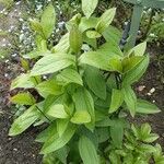 Clematis integrifolia पत्ता