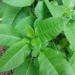 Dipsacus pilosus Leaf