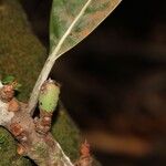 Pycnandra fastuosa Fruto