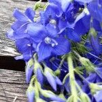Veronica austriaca Flower