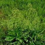 Rumex thyrsiflorus 整株植物