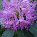 Rhododendron ponticum Цвят