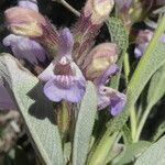 Salvia officinalis Çiçek