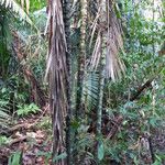 Astrocaryum aculeatum Bark