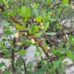 Jatropha dioica Blatt