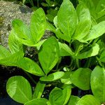 Menyanthes trifoliata Blatt