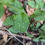Pulmonaria officinalis Hoja