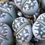 Lithops dorotheae Folha
