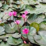 Nymphaea rubra Flower