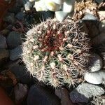 Echinocereus viridiflorus ഇല